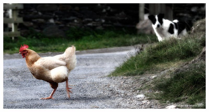 Chicken road - Descubre El Mágico Juego de La Carretera del Pollo en España