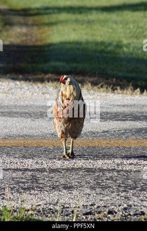 Chicken road casino in Spain