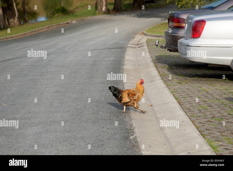 Chicken road oficial in Spain